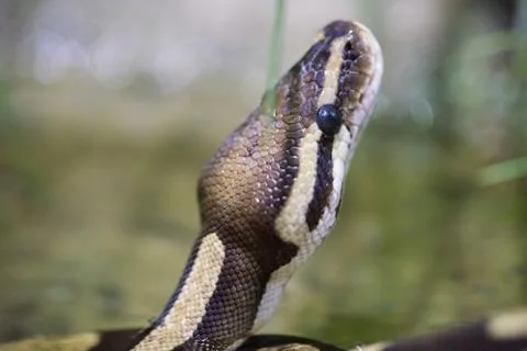 Frontal side view of the head snake Stock Photos