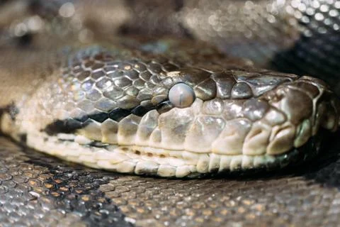 Frontal side view of the head snake Stock Photos