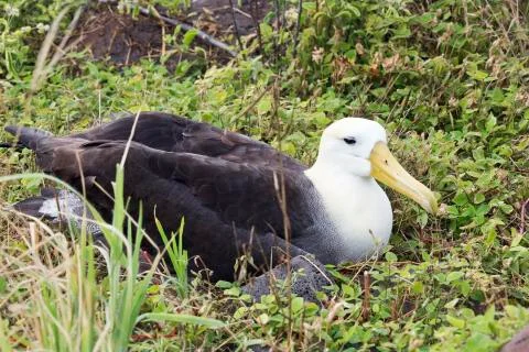 Frontal side view of a nesting albatross. Stock Photos