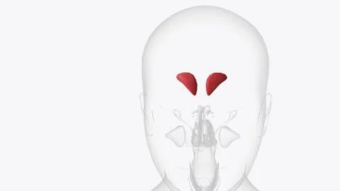 The frontal sinuses are one of the four pairs of paranasal sinuses that are.. Stock Illustration