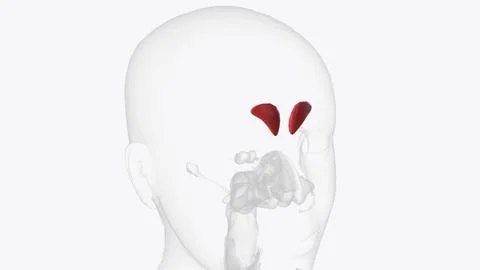 The frontal sinuses are one of the four pairs of paranasal sinuses that are.. Stock Illustration
