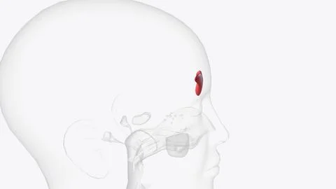 The frontal sinuses are one of the four pairs of paranasal sinuses that are.. Stock Illustration