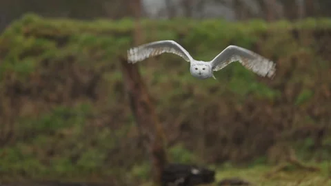 Frontal slo-mo of white snowy owl flying in autumn forest landscape Stock Footage 304685372