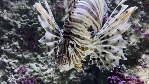 Frontal slow motion of lionfish in bright light Stock Footage 320336157