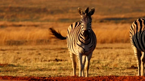 Frontal telephoto view of iconic Burchell's zebra swishing its tail at Stock Footage 289977375