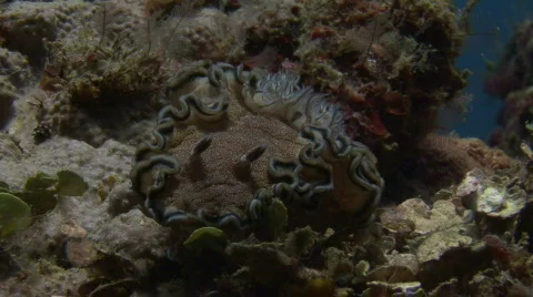 Frontal view of beautiful nudibranch Stock-Footage 576746