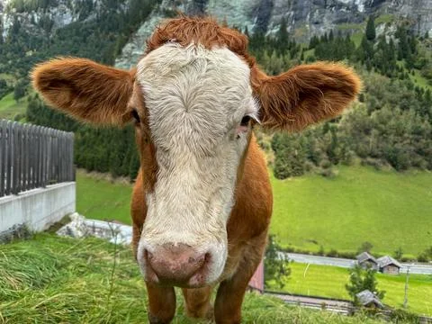 Frontal view of a calf Stock Photos