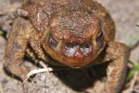 Frontal view on a common toad, Bufo bufo , infected with maggots of the toad fly Stock Photos