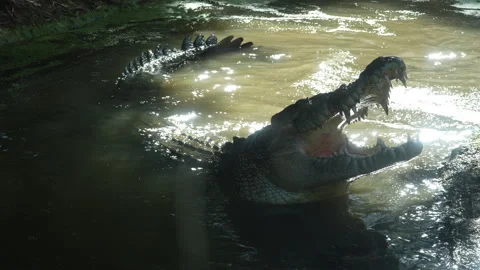 Frontal View of Crocodile Biting at Dangling Bait with Full Body in Frame Stock Footage 314948108