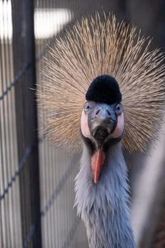 Frontal view of a crowned crane showcasing its exuberant golden crest. Stock Photos