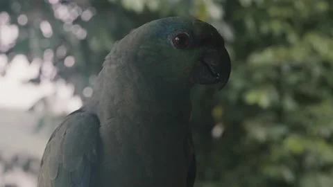 Frontal View Of A Festive Amazon Parrot In The Amazon Rainforest In Stock Footage 218297986