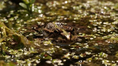 Frontal View of Frog in swamp Stock Footage 136305924
