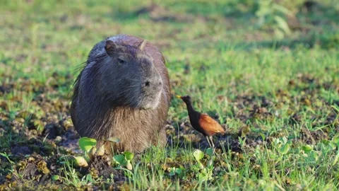 Frontal view of immobile capybara, Wattled jacana picks off parasites 스톡 동영상 170871234