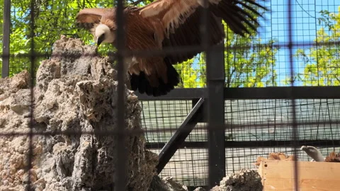Frontal view of a large eagle's enclosure in the zoo Stock Footage 310354564