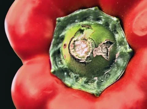 Frontal view of a large, red pepper, isolated Stock Photos