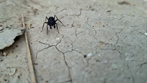 Frontal View Of Single Black Ant On Crusted Soil Видео 341543480