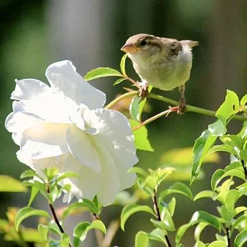 Frontal view of small sparrow bird perched near white rose in soft light Stock Photos