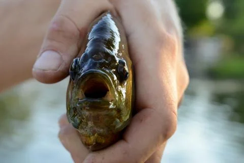 Frontal View of Sunfish Stock Photos