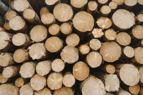 Frontal view of tree slices stacked logs Harz Mountains Saxony Anhalt Germany Stock Photos