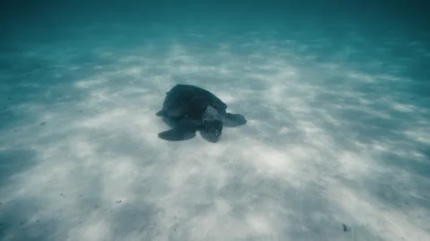 Frontal view of turtle swimming along crawling on sandy bottom as it feeds Stock Footage 277384032