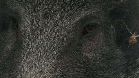 Frontal view of wild boar Stock Footage 316702146