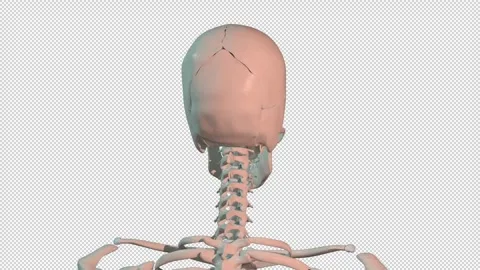 Frontalis  Muscles Full Rotation Loop Stock Footage 242077074