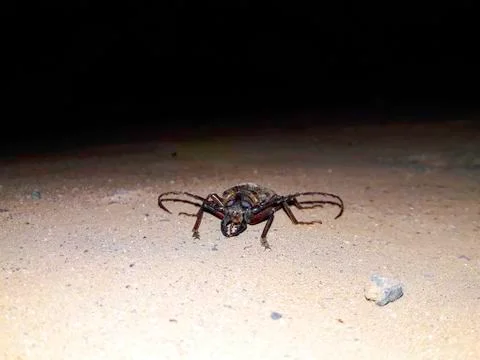 FrontFace Giant Insect Foto stock