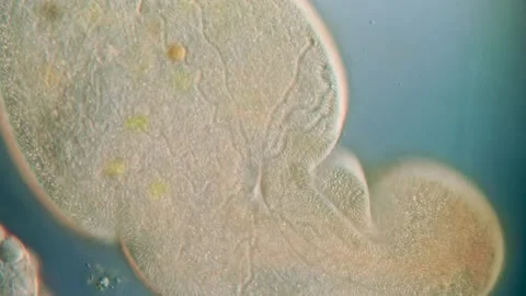 Frontonia Ciliate Internal Structure - DIC Microscopy (40x lense) Stock Footage 315974018