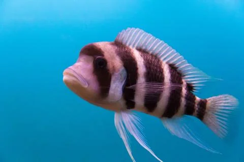 Frontosa Stock Photos