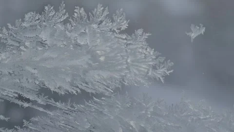 Fronze flowers on a window 2 Stock Footage 256682363