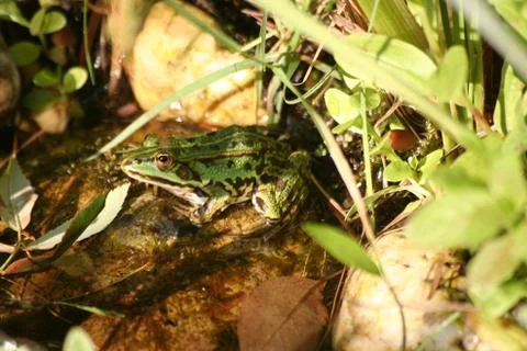 Frosch - 7 Stock Photos