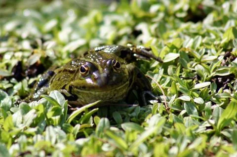 Frosch - 写真素材