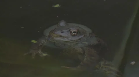 Frosch2h264 Stock Footage 2401434