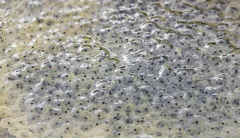 Froschlaich,laich *** frog spawn,frog spawns n9a-ob3 Stock Photos