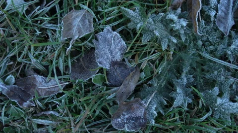 Frost after the first frostbite in grass and leaves Vidéo 220017175