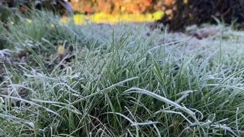 Frost and Dew Drops on Grass   Crisp Winter Morning Stock Footage 308808412