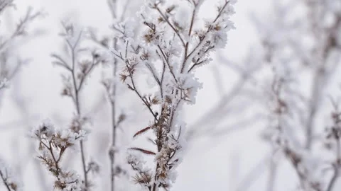 Frost and snow covered plants in winter Stock Footage 326160903