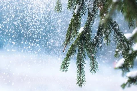 Frost and snow on green needles of fir trees Stock Photos