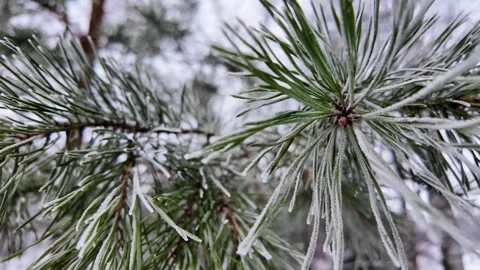 Frost and snow on pine branches. Slowmotion Stock Footage 323343000