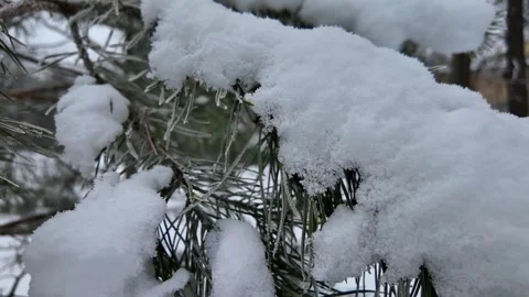 Frost and snow on pine branches. Slowmotion Stock Footage 323343037