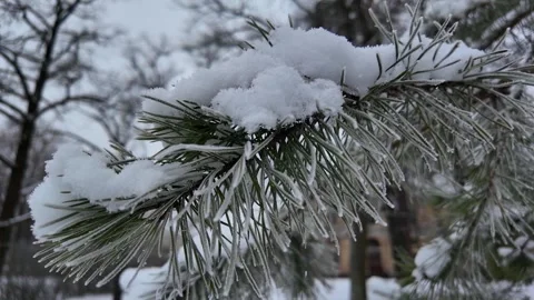 Frost and snow on pine branches. Slowmotion Stock Footage 323343042