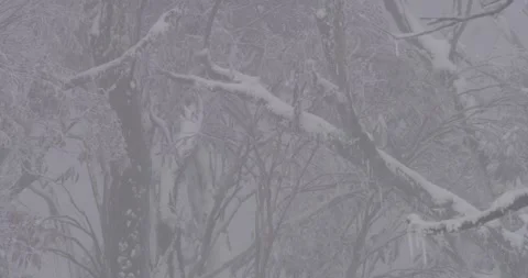 Frost and Snow on Tree Branches, 8K Video stock 332578540