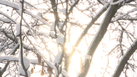 Frost and sun Stockbeeldmateriaal 45740130