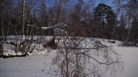 Frost and sun 動画素材 49194730