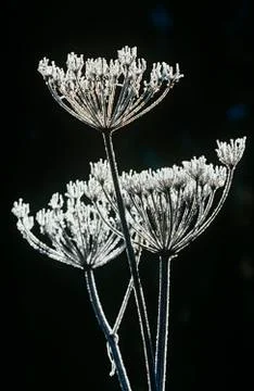 Frost on Apiaceae plant Stock Photos
