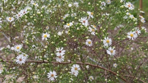 Frost aster flowers Stock Footage 83374328