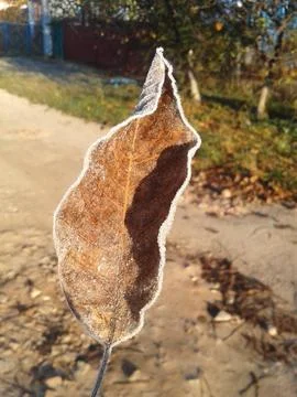 Frost on autumn leave  Stock Photos