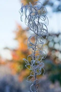 Frost-bitten meadow. Stock Photos