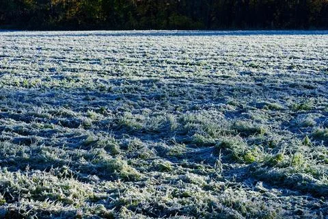 Frost-bitten meadow. Stock-Fotos