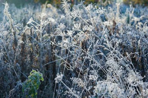 Frost-bitten meadow. Stock-Fotos